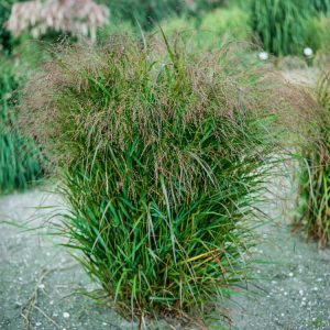 Panicum virgatum 'Squaw' showcasing its upright habit, fine blue-green leaves, and delicate pink-purple flower plumes, turning rich red in autumn.