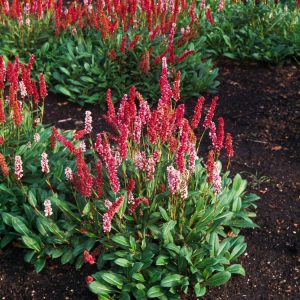 Persicaria affinis 'Darjeeling Red' displays upright spikes of rose-red flowers over a dense mat of vibrant green foliage, which colours to bronze in autumn.