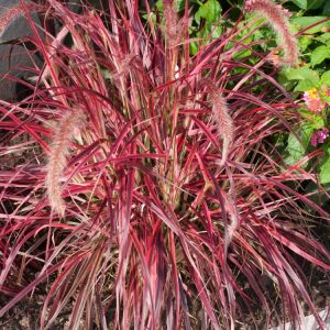Vibrant Pennisetum advena 'Fireworks' ornamental grass with arching burgundy, pink, and cream variegated foliage, topped by soft, bottlebrush-like reddish plumes.