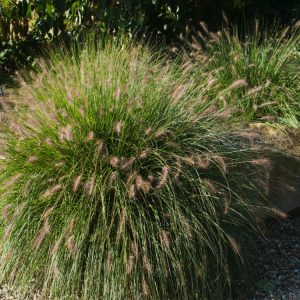 Pennisetum alopecuroides 'Hameln' showcasing its arching green foliage and numerous fluffy, bottlebrush-like flower plumes transitioning from purplish-pink to biscuit brown.