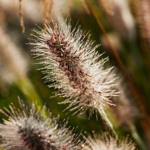 Pennisetum alopecuroides, or Fountain Grass, showcasing its graceful, arching green foliage and numerous fluffy, bottlebrush-like flower plumes swaying gently.