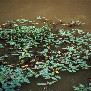 A close-up of Persicaria amphibia showcasing its vibrant pink, dense flower spikes emerging above glossy green, lance-shaped leaves.