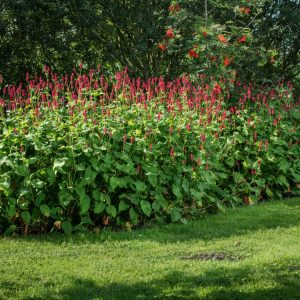A vibrant Persicaria amplexicaulis with numerous upright, slender spikes of red bottlebrush-like flowers, rising above fresh green, lance-shaped leaves.