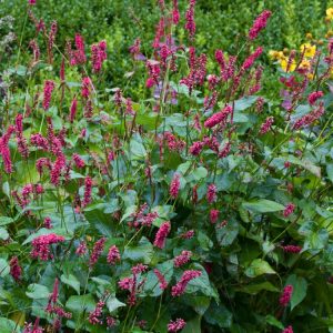 Persicaria amplexicaulis 'Speciosa' displaying numerous upright, bottlebrush-like crimson flower spikes held above a dense mound of large green leaves with darker markings.