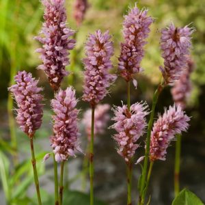 Vibrant Persicaria bistorta with lush, mid-green foliage and numerous upright stems topped with striking rose-pink, bottlebrush-like flower spikes.
