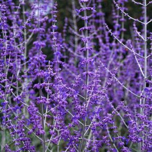 A vibrant Perovskia 'Blue Spire' plant showcasing its tall, airy spikes of delicate violet-blue flowers and aromatic, finely dissected silver-grey foliage.