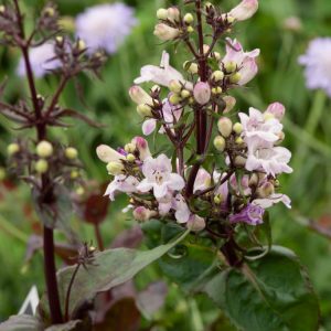 Penstemon digitalis 'Husker Red' displaying its upright growth with deep purple-bronze foliage and tall spikes of delicate white-pink tubular flowers.