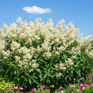 Tall, vigorous Persicaria polymorpha showcasing its dense plumes of fluffy white flowers held high above large, textured green foliage on sturdy, red-tinged stems, in full summer bloom.