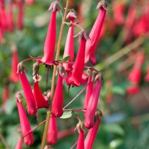 Phygelius aequalis Cherry Ripe showcases vibrant, tubular, cherry-red flowers with a hint of yellow, cascading beautifully amidst lush green foliage.