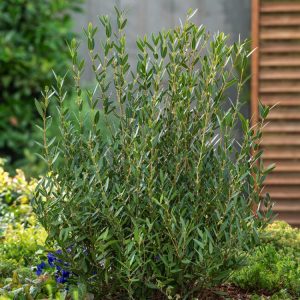 A healthy, mature Phillyrea angustifolia shrub showcasing its dense, glossy, dark green narrow leaves and the small, inconspicuous, fragrant white flowers among the foliage.