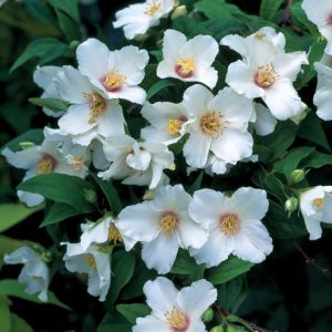 Close-up of Philadelphus 'Belle Etoile' flowers. Fragrant pure white, star-shaped blooms with a distinct reddish-purple centre are shown against vibrant green leaves.