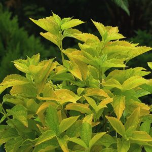Philadelphus coronarius 'Aureus' displaying its vibrant golden-yellow foliage and numerous clusters of pure white, fragrant flowers.