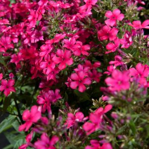 Vibrant red Phlox (P) 'Early Red' flowers bloom in dense, rounded clusters atop sturdy green stems, creating a striking upright display.