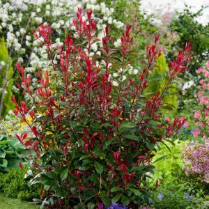 A vibrant Photinia fraseri 'Carré Rouge' shrub displaying brilliant crimson new leaves, transitioning to glossy deep green mature foliage, with small clusters of white flowers.