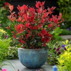 A close-up view of Photinia fraseri 'Little Red Robin', showcasing its distinctive bright red new leaves contrasting with mature, glossy dark green foliage and small white flower clusters.
