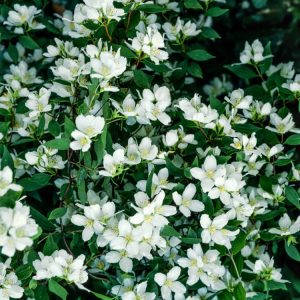 A Philadelphus 'Lemoinei' shrub with numerous pure white, cup-shaped flowers and vibrant green oval leaves. The fragrant blossoms are clustered along its branches.