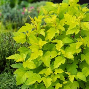 Vibrant Physocarpus opulifolius 'Dart's Gold' shrub showcasing bright golden-yellow, lobed leaves and clusters of delicate white flowers with red stamens, followed by red berries.