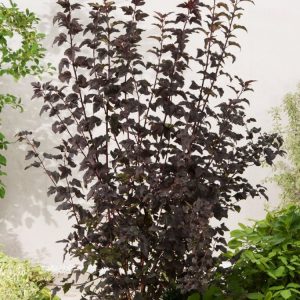Physocarpus opulifolius 'Diabolo' showcases deeply lobed, dramatic deep purple to black-red foliage, adorned with delicate pinkish-white flower clusters.