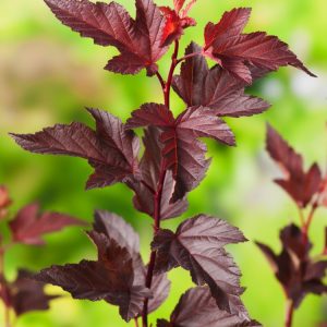 Close-up of Physocarpus opulifolius Diable d' Or showcasing its coppery-orange spring leaves maturing to deep purple, with delicate clusters of white-pink flowers.