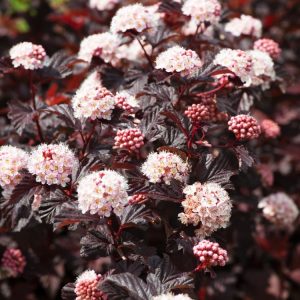 A vibrant Physocarpus opulifolius 'Lady in Red' shrub showcasing its rich, deep burgundy leaves and delicate clusters of white-pink summer flowers.