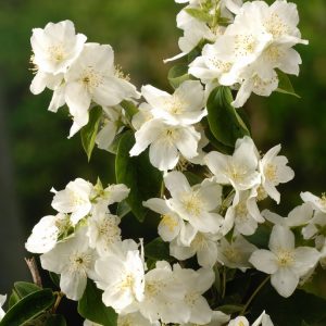 Close-up of Philadelphus 'Virginal' showcasing numerous pure white, double, cup-shaped flowers with bright green leaves in the background.