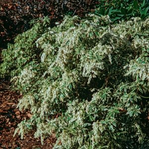 A close-up of Pieris japonica 'Variegata' showcasing its distinctive green leaves with creamy-white margins and delicate white bell-shaped flowers.