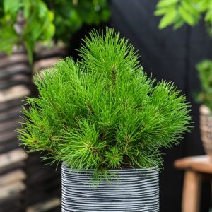 Pinus mugo mugo features a dense, mounded form with lush, dark green needles. This compact evergreen conifer offers year-round texture and structure.