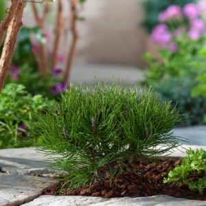 A dense, compact Pinus mugo pumilio with short, dark green needles and a spreading, mound-forming habit, ideal for rockeries and small gardens.