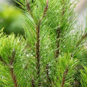 A healthy Pinus mugo, or Dwarf Mountain Pine, showcasing its dense, dark green needles and characteristic compact, rounded form. Its sturdy branches provide year-round texture.