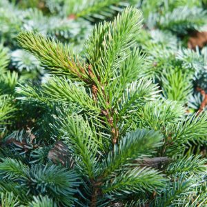 Picea sitchensis 'Nana' is a dense, mounding dwarf conifer with short, stiff blue-green needles, showing off its compact, attractive form.