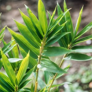 Vibrant green foliage of Pleioblastus pygmaeus distichus, a dense dwarf bamboo with slender canes and small, lance-shaped leaves arranged in two ranks.