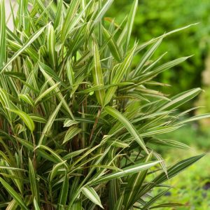 Pleioblastus variegatus, a dwarf bamboo with vibrant, variegated leaves featuring crisp cream and green stripes on slender, upright canes.