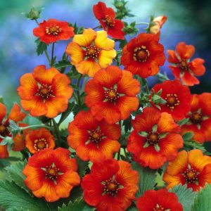 Vibrant Potentilla atrosanguinea with deep crimson, five-petalled flowers and palmate, grey-green leaves, showcasing its bushy, mounded habit.