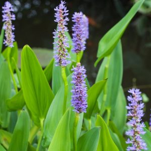 A vibrant Pontederia cordata with multiple spikes of dense blue-purple flowers standing above lush, heart-shaped green foliage.