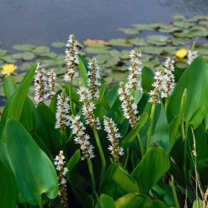 Pontederia cordata 'White Pike' showcases elegant upright white flower spikes above lush, heart-shaped green leaves, a beautiful aquatic perennial.