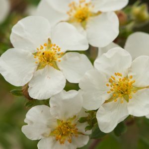 Close-up of a dense Potentilla fruticosa 'Abbotswood' shrub showcasing abundant pure white, five-petalled flowers and small, green, pinnate leaves.