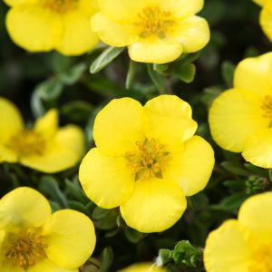 Potentilla fruticosa 'Elizabeth' displaying abundant bright golden-yellow, cup-shaped flowers with small, fresh green pinnate leaves.