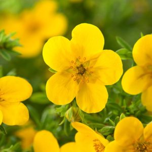 Vibrant Potentilla fruticosa 'Goldfinger' shrub displaying abundant, bright golden-yellow, cup-shaped flowers amongst fine, grey-green, pinnate foliage.