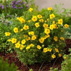 A compact Potentilla fruticosa 'Kobold' displaying numerous bright yellow, five-petalled flowers amongst its small, delicate green leaves.