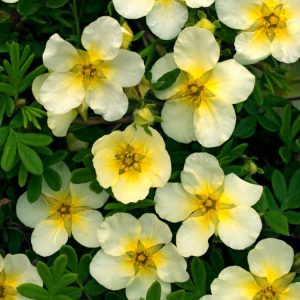 Potentilla fruticosa 'Limelight' shrub with bright lime-green foliage and cheerful, cup-shaped yellow flowers, adding vibrant colour to gardens.