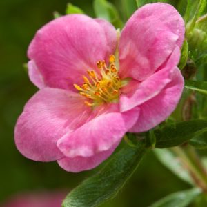 A vibrant Potentilla fruticosa Pink Paradise shrub displaying numerous delicate pink saucer-shaped flowers with bright yellow centres and lush green, pinnate foliage.
