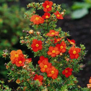 Vibrant brick-red to orange-red cup-shaped flowers with bright yellow centres bloom profusely on a healthy Potentilla fruticosa 'Red Ace' shrub, showing its green foliage.