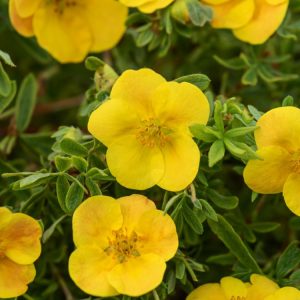 Potentilla fruticosa 'Tangerine' displaying numerous bright orange, five-petalled flowers with small, delicate green leaves on a bushy deciduous shrub.