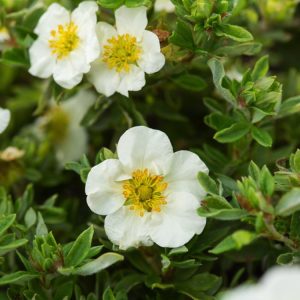 Potentilla fruticosa 'Tilford Cream' with numerous creamy-white, five-petalled flowers, each displaying a bright yellow centre, amidst delicate grey-green foliage.