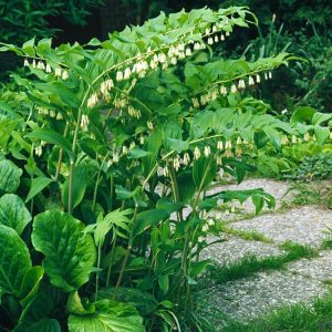 Polygonatum multiflorum, also known as Solomon's Seal, showing its elegant arching stems with pairs of green leaves and delicate creamy-white bell-shaped flowers hanging beneath.