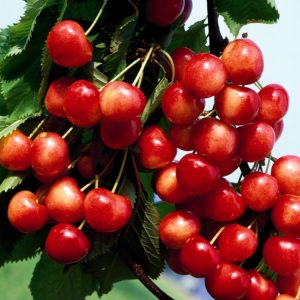 A mature Prunus avium 'Bigarreau Napoléon' cherry tree adorned with clusters of ripening, firm, yellow-red blushed cherries amongst lush green foliage.