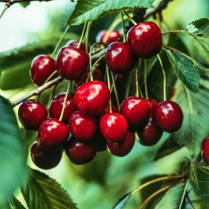 A vibrant Prunus avium 'Hedelfinger Riesenkirsche' tree adorned with glossy green leaves and abundant clusters of deep red, ripe, succulent cherries.
