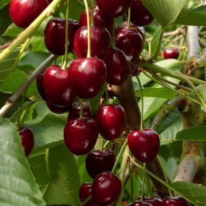 A close-up of clusters of ripe, glossy, dark red Prunus avium 'Kordia' cherries hanging from branches with green leaves.