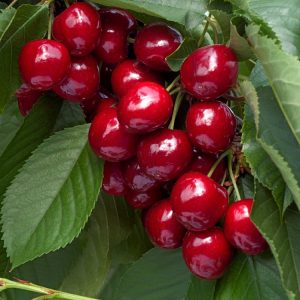 Lush Prunus avium 'Lapins' cherry tree laden with clusters of glossy, deep red, heart-shaped cherries, ripening among bright green leaves in summer.