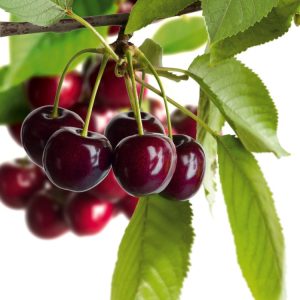 A thriving Prunus avium 'Regina' sweet cherry tree, showcasing its glossy deep green leaves, delicate white spring blossoms, and clusters of ripening dark red fruit.